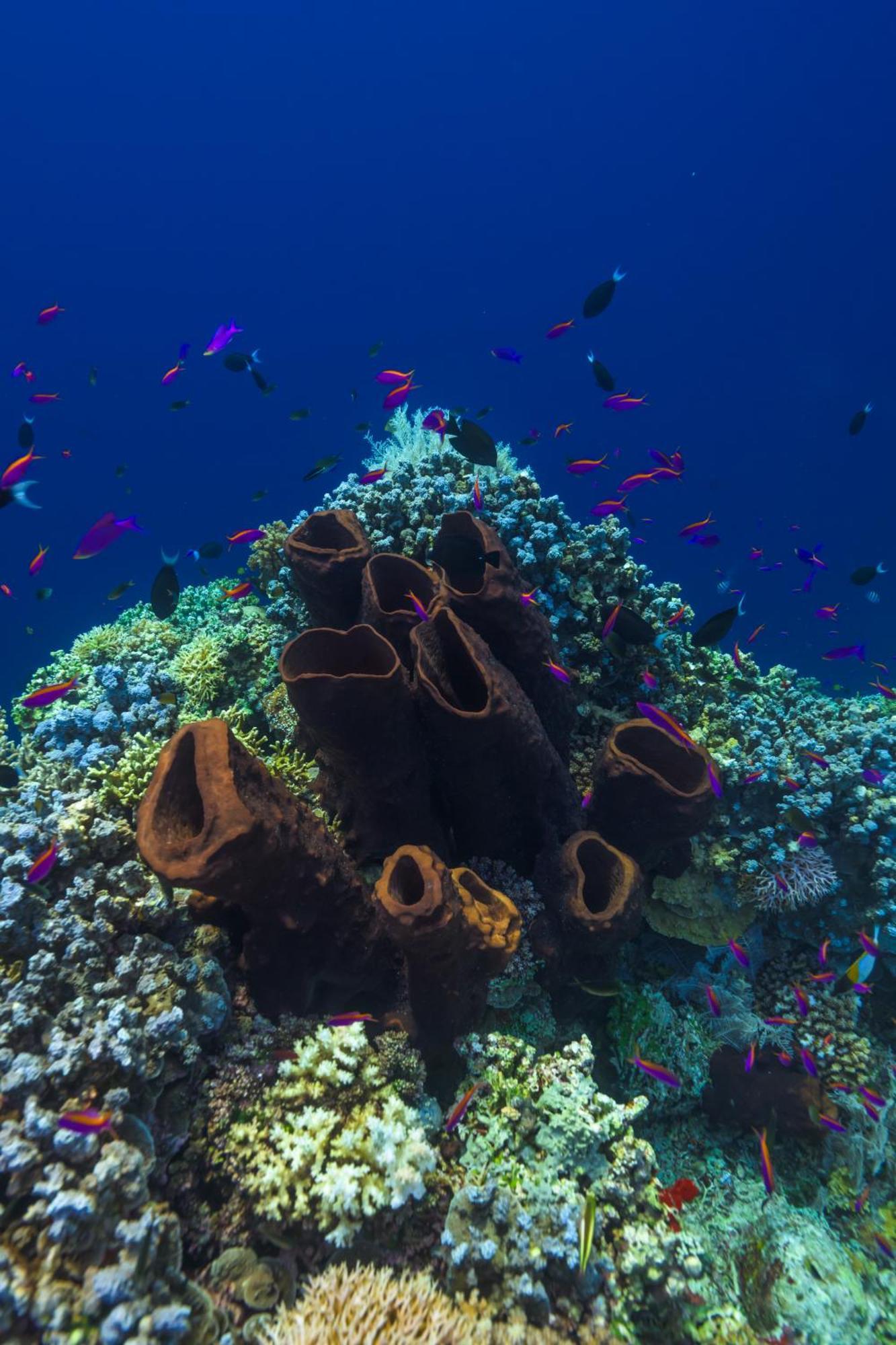 सहारा Reconnect - Private Island & Dive Center Togean - Buka Buka Island 3*