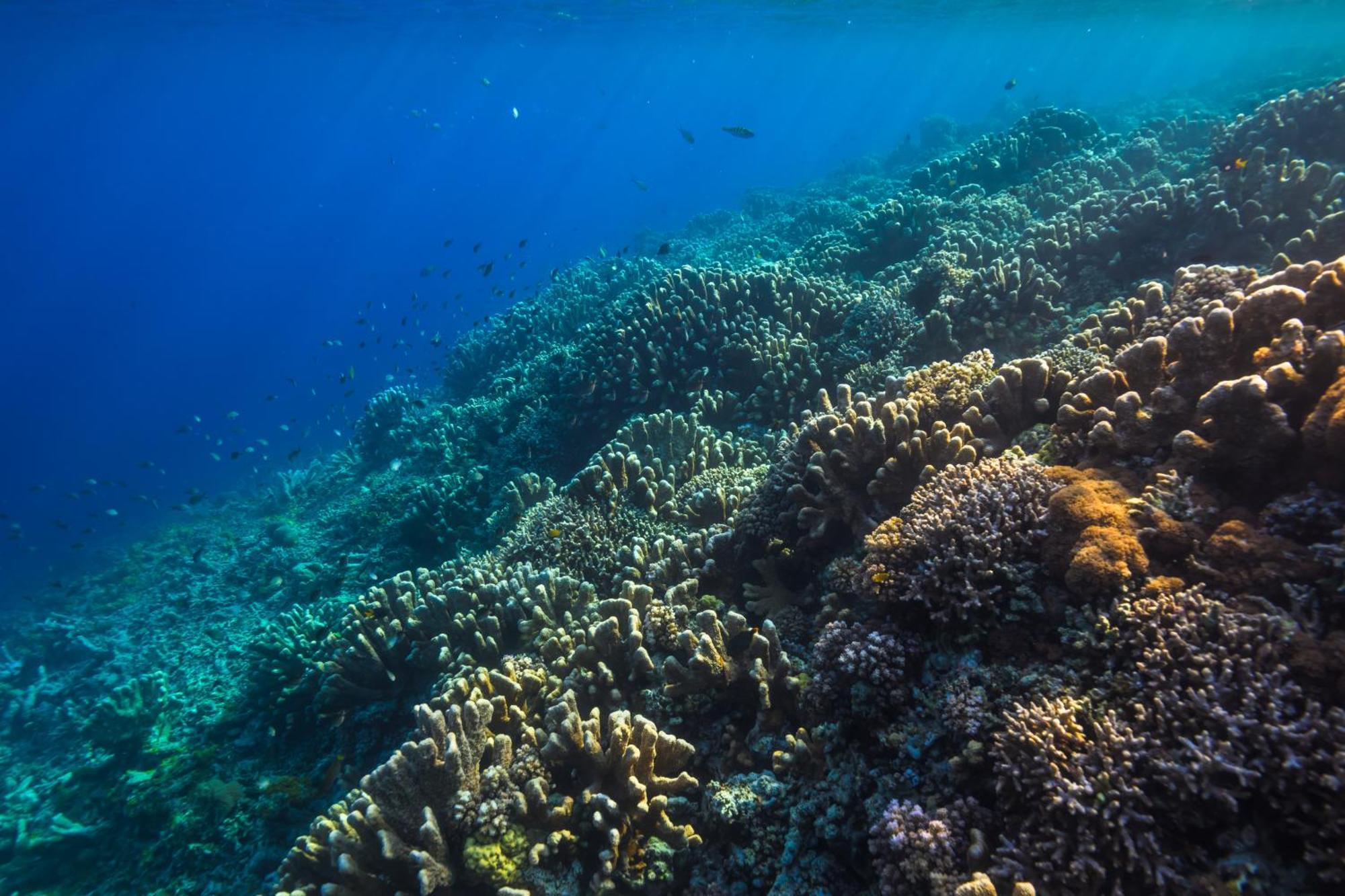सहारा Reconnect - Private Island & Dive Center Togean - Buka Buka Island Ampana