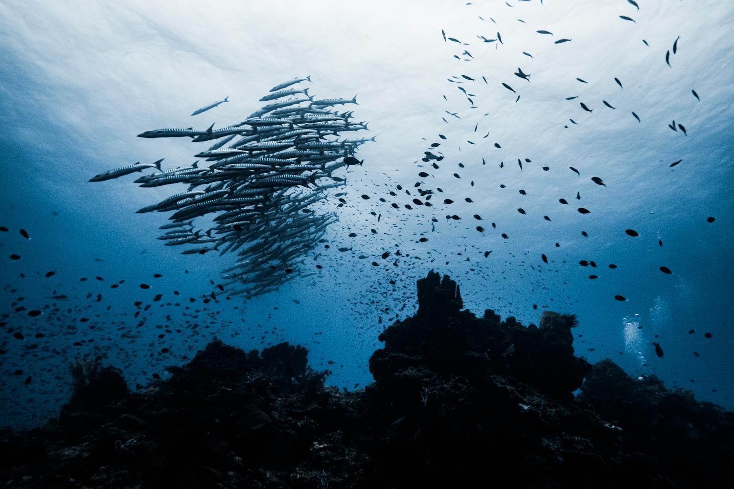 Reconnect - Private Island & Dive Center Togean - Buka Buka Island सहारा